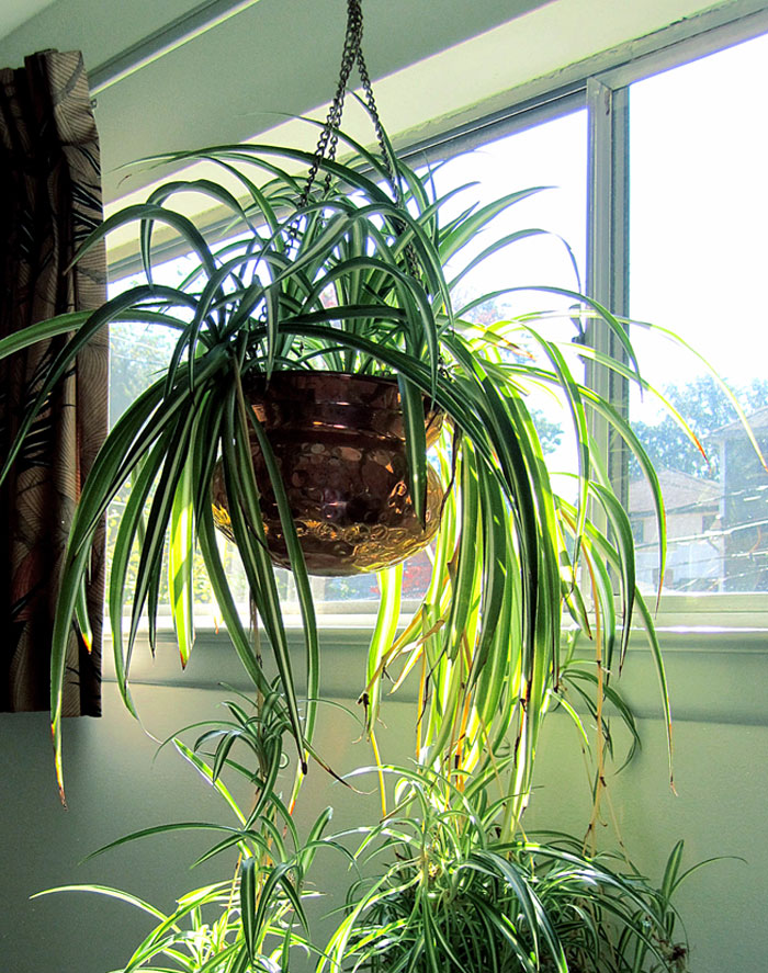 Feng Shui Plants | Houseplant | indoor plants | NASA plants