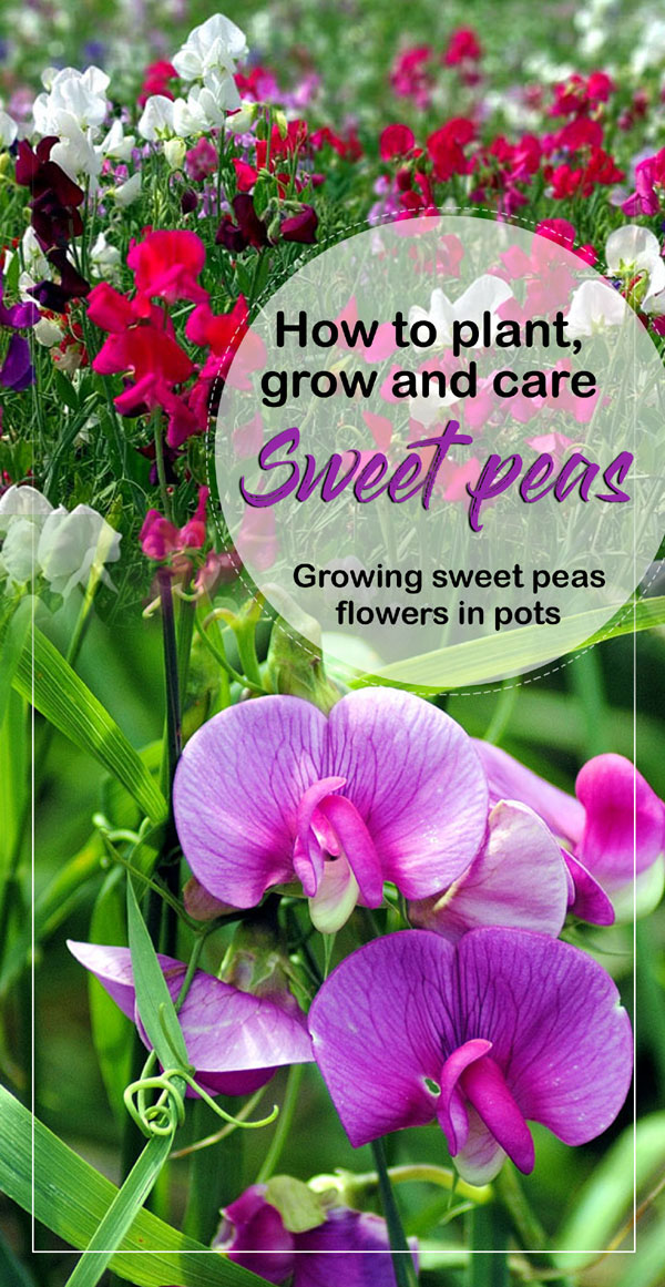 sweet peas | Growing sweet peas