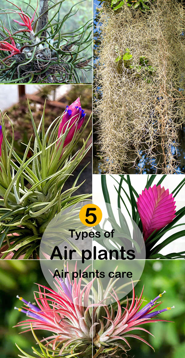 5 types of air plants | air plants care | Tillandsia | sky plants