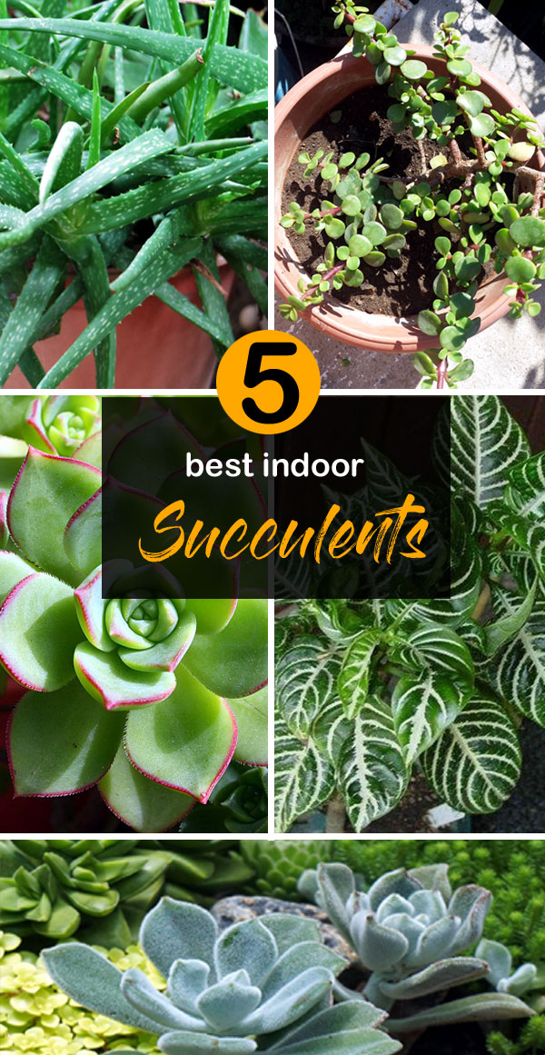 best indoor succulents | types of succulents | Succulent plant