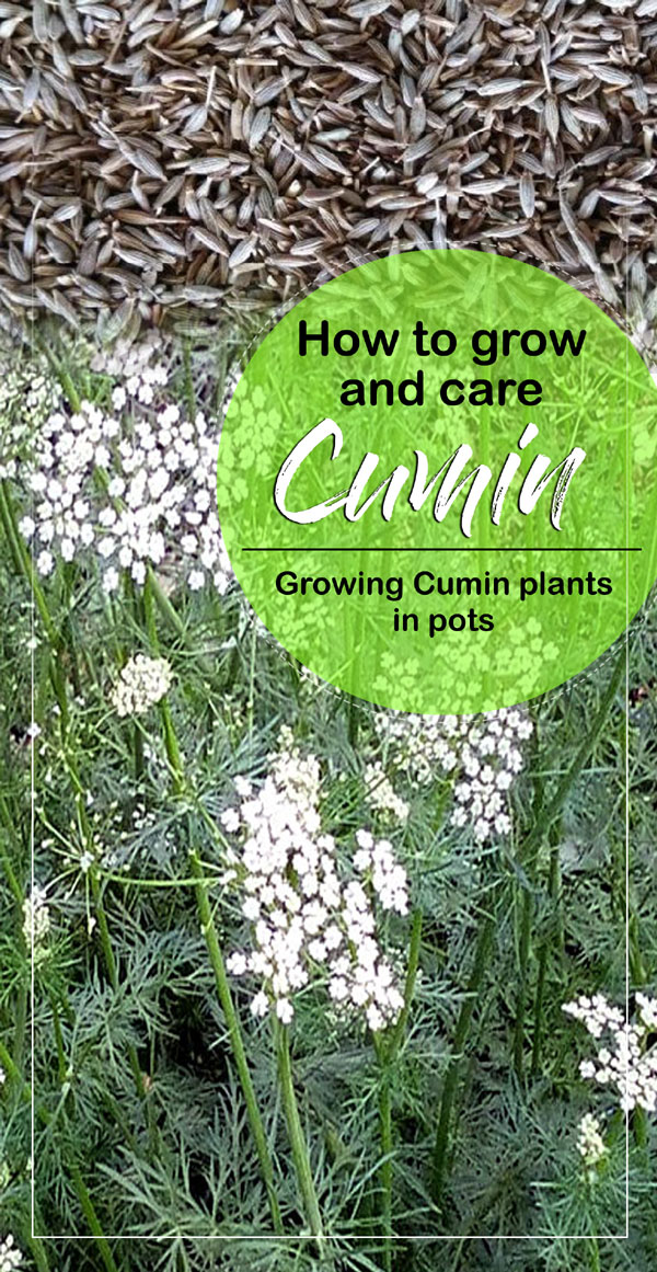 Cumin herb | Growing cumin | Jeera