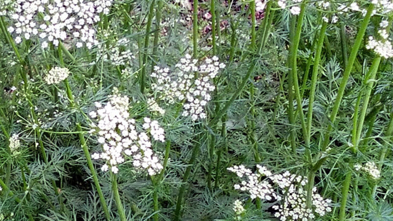 peppermint plant seeds Sow Right Seeds - Peppermint Seeds for Planting - Non-GMO Heirloom Seeds
