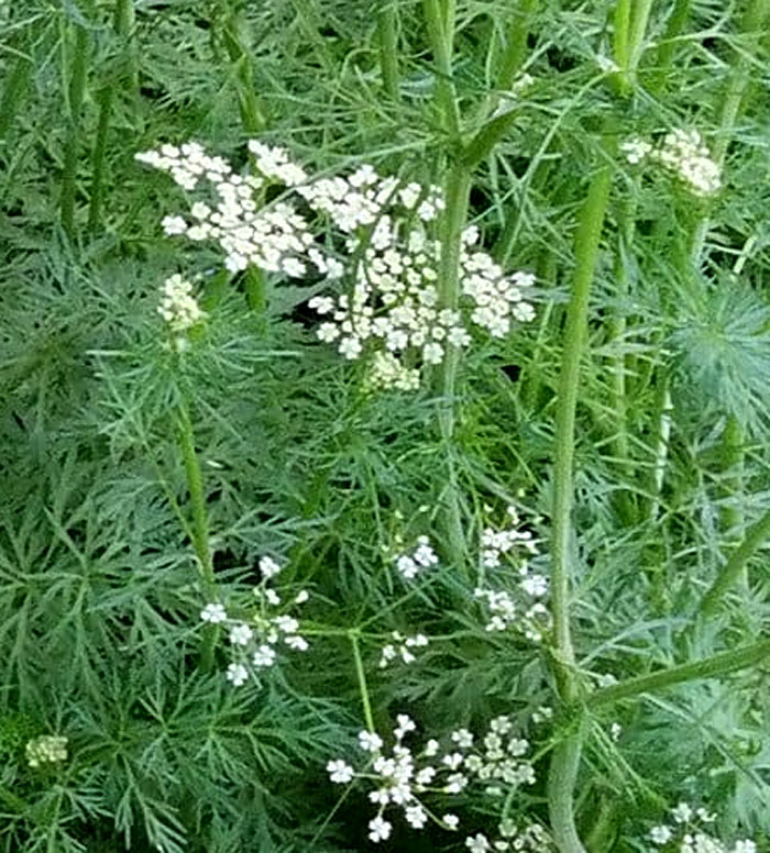 Cumin herb | Growing cumin | Jeera