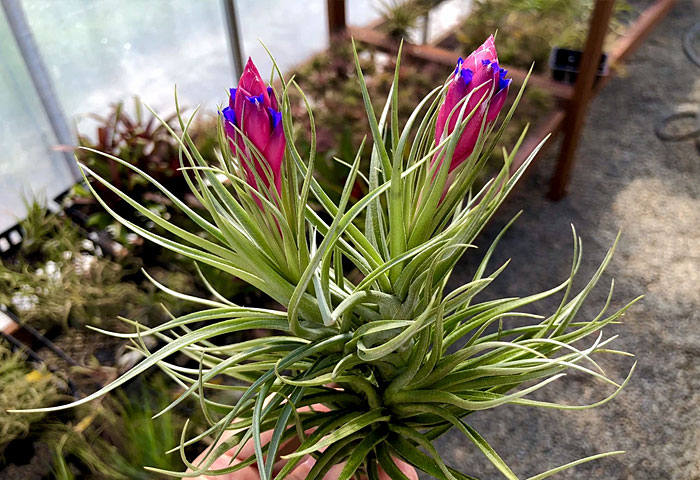 types of air plants | air plants care | Tillandsia