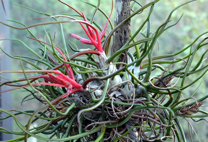 types of air plants | air plants care | Tillandsia