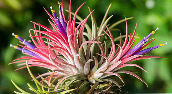 types of air plants | air plants care | Tillandsia