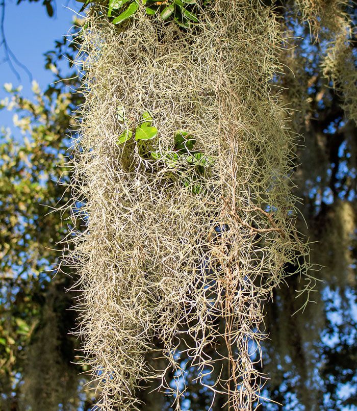 5-types-of-air-plants-for-your-home-air-plants-care