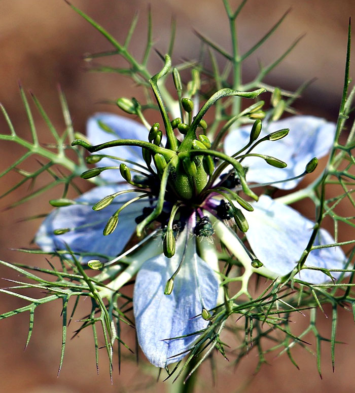 Cumin herb | Growing cumin | Jeera | spices