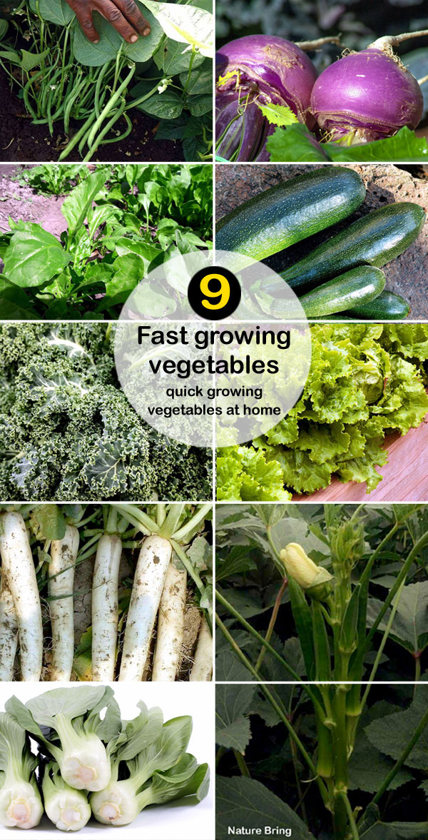 fast growing vegetables | quick growing vegetables at home