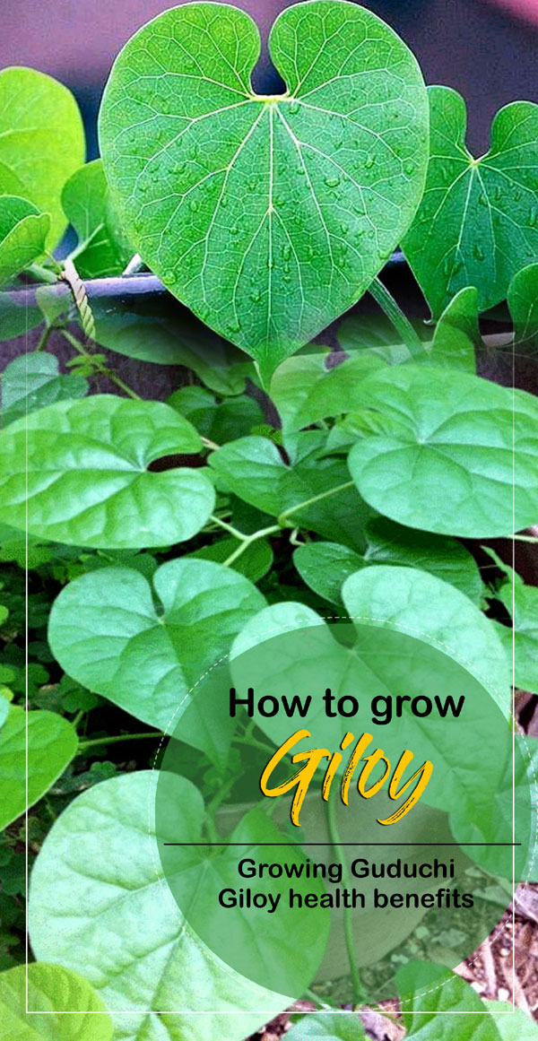 How to Grow Giloy | Growing Guduchi | Giloy benefits