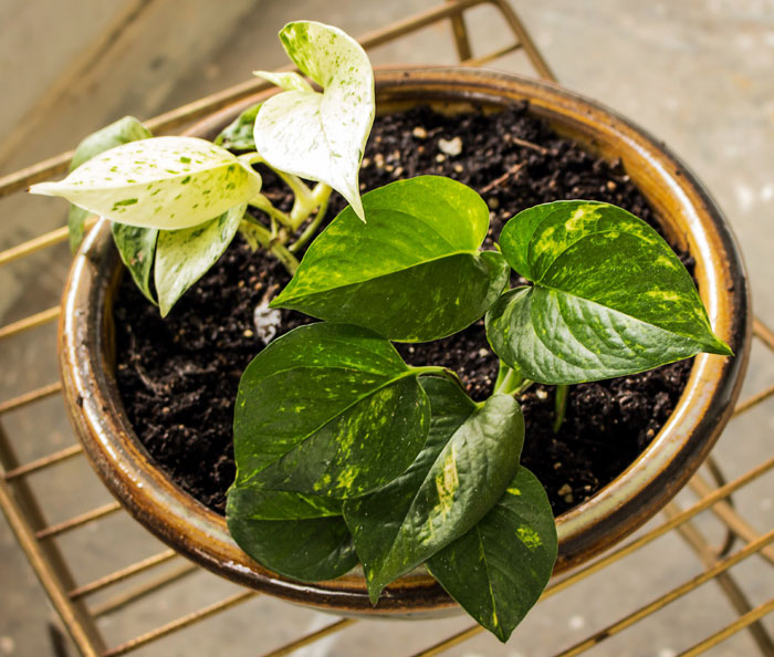 Trailing Plants