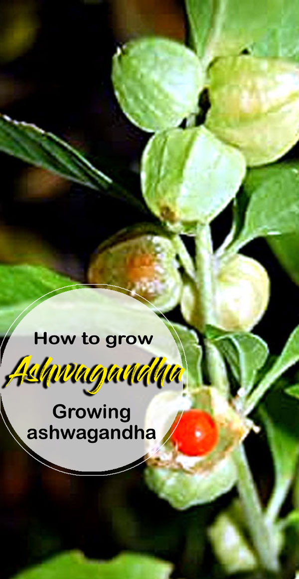 How to grow Ashwagandha | Growing ashwagandha