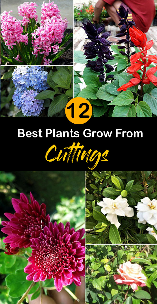 Best Plants Grow From Cuttings | Plants propagation | stem Cuttings