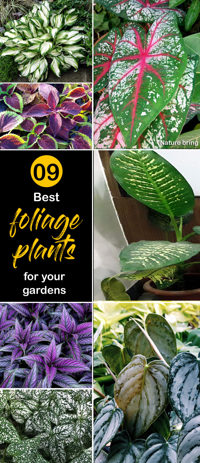 Best foliage plants| leaf plants for containers | foliage plants for containers