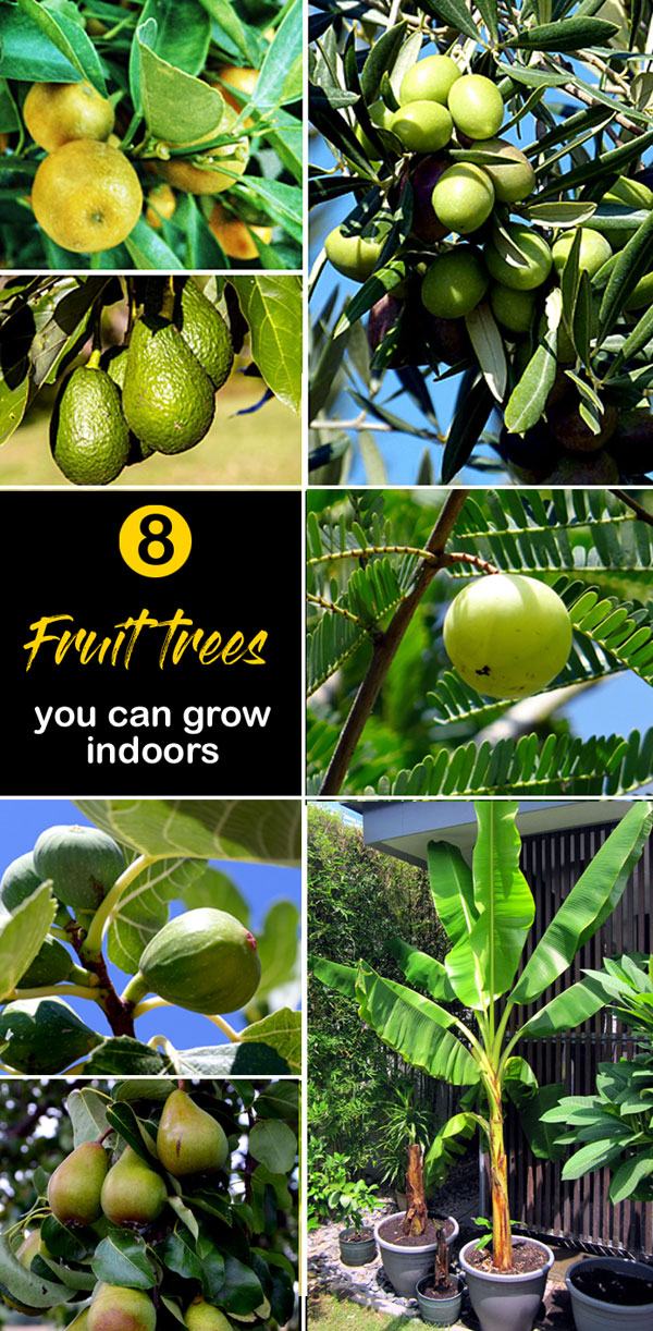 Fruit trees you can grow indoors | Growing Fruit Trees Indoors | indoor trees