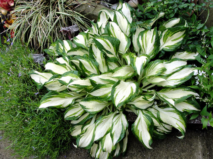Best foliage plants | leaf plants for containers