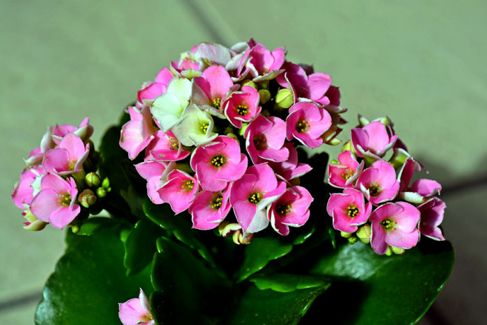 growing Kalanchoe