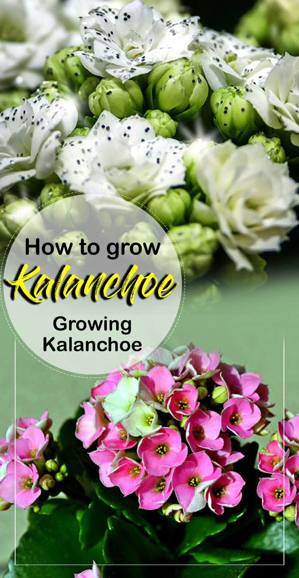 Kalanchoe | growing Kalanchoe | kalanchoe care