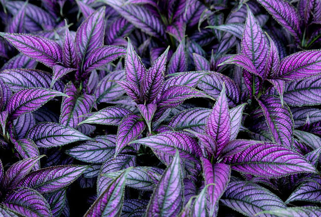 стробилантес dyerianus |  Королевское пурпурное растение