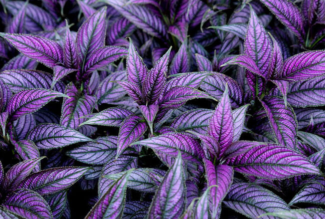 Best foliage plants for your gardens