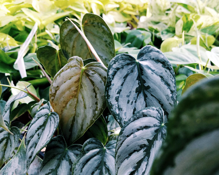 leaf plants