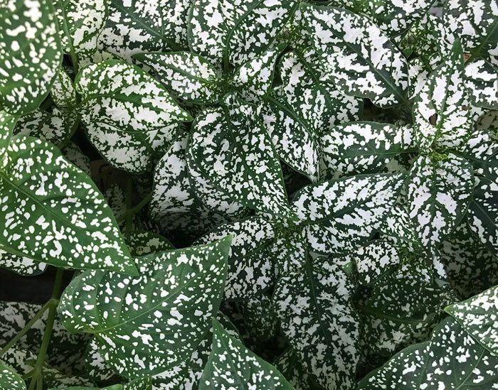 leaf plants