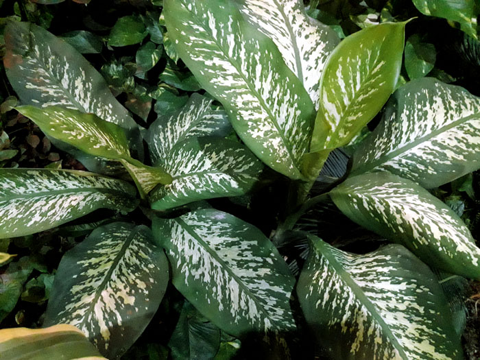 Best foliage plants for your gardens