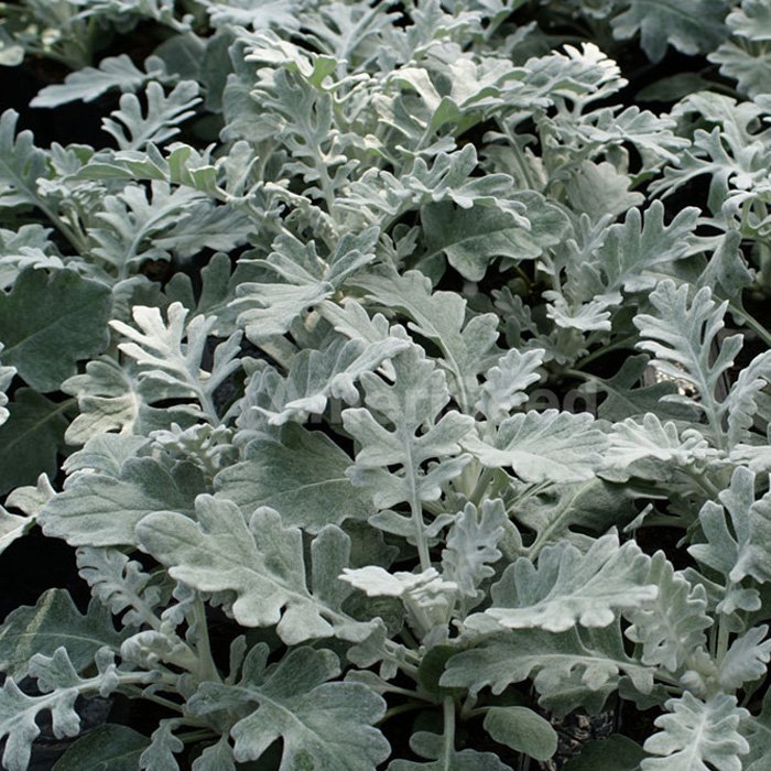 Best foliage plants for your gardens