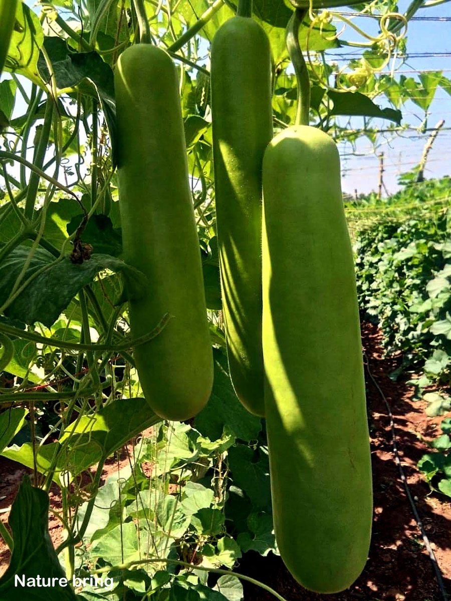 bottle gourd plant