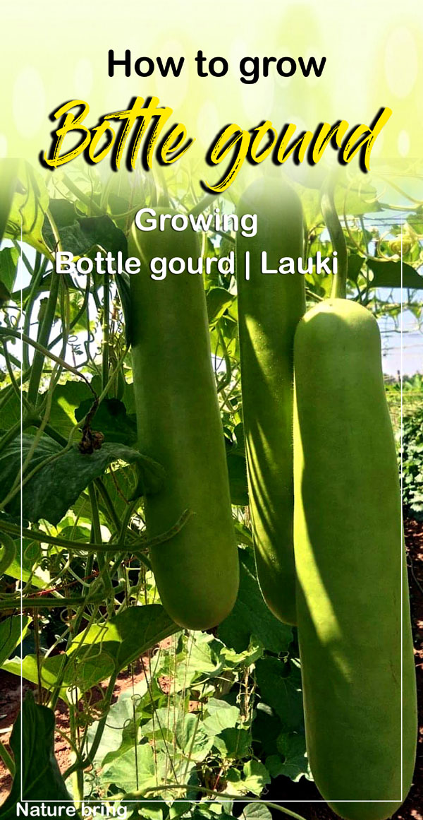 Growing Bottle gourd | Lauki | Lagenaria siceraria