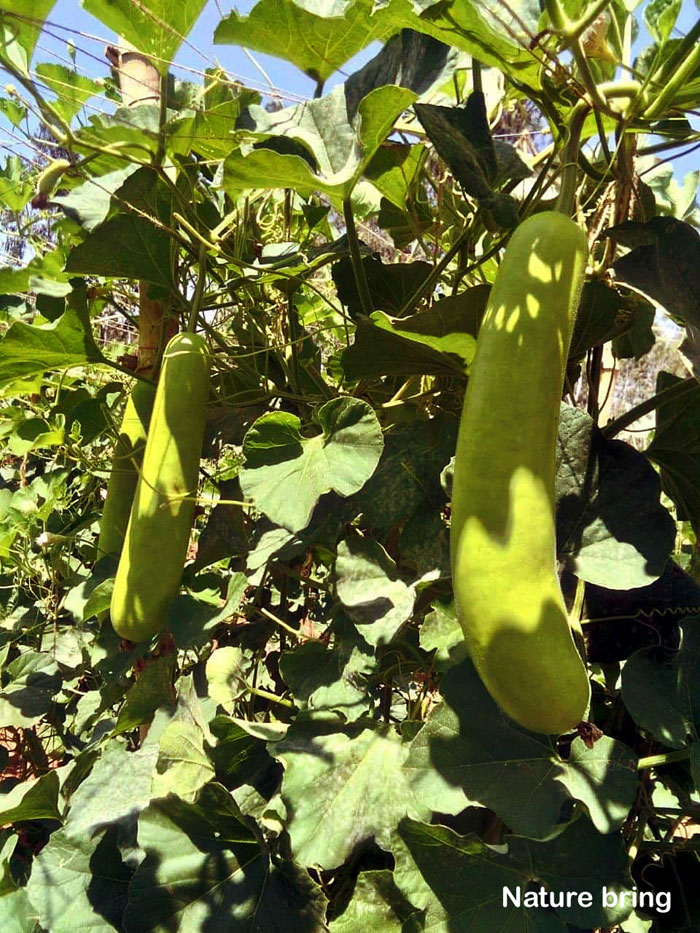 How to grow Bottle gourd