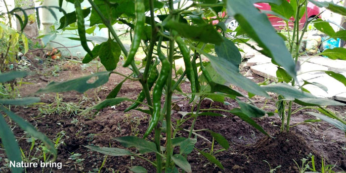Hot Peppers | Chilli pepper
