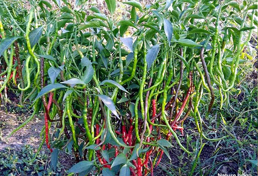 Hot Peppers | how to grow chillies | Chilli pepper