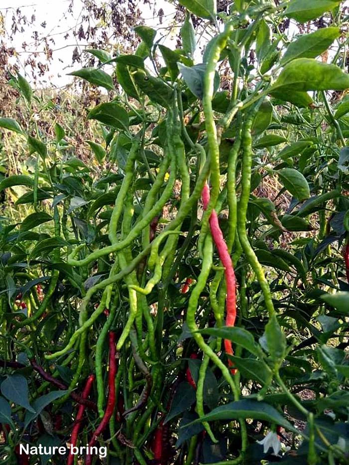 Hot Peppers | Chillies