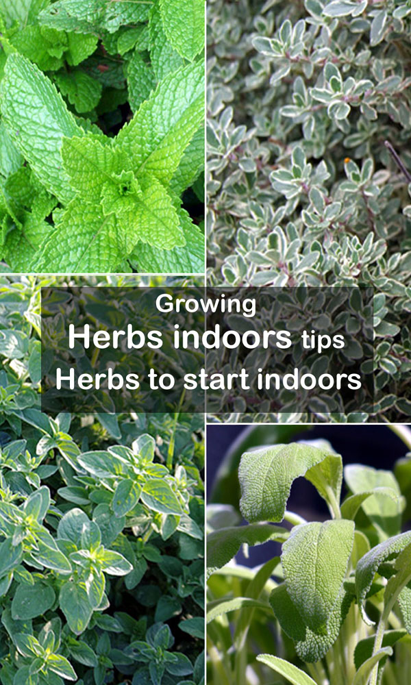 Growing herbs indoors tips | Herbs to start indoors