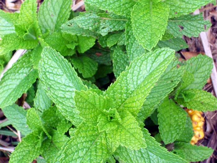 Growing herbs indoors tips | Mint