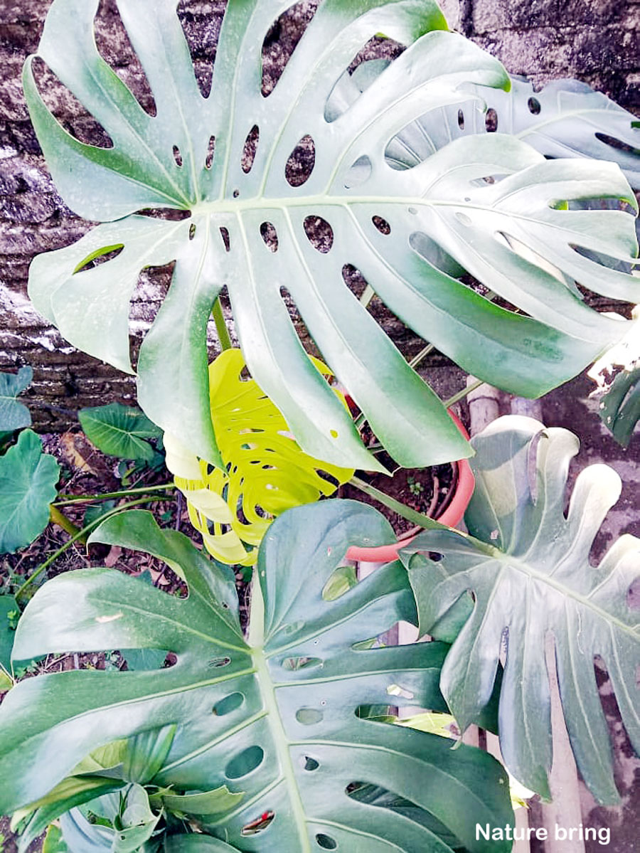 Growing Monstera Deliciosa | Monstera Plant | Swiss Cheese Plant