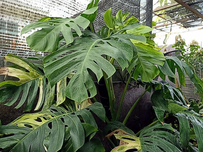 Monstera plant Care