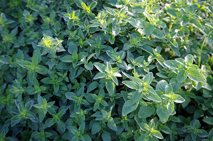 Growing herbs indoors tips | Oregano