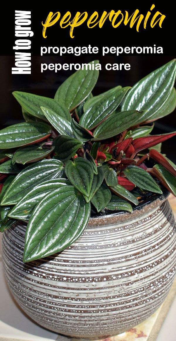 Peperomia | how to grow peperomia | propagate peperomia