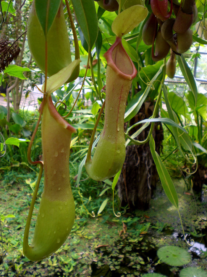 Pitcher Plant