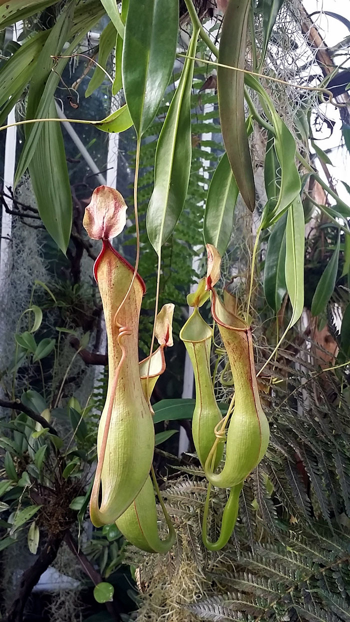 Growing Pitcher Plant