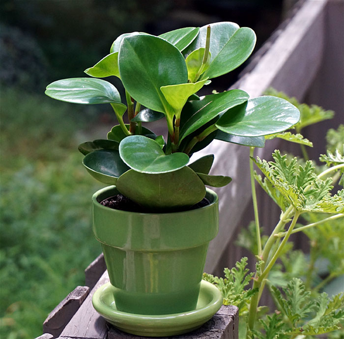 peperomia plant