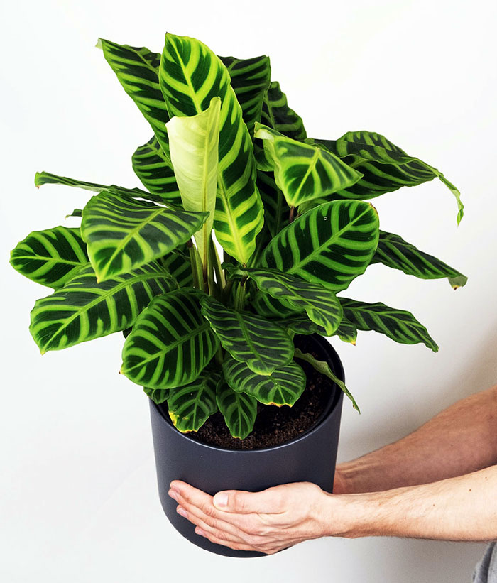 How to grow a Calathea  Calathea plant care 