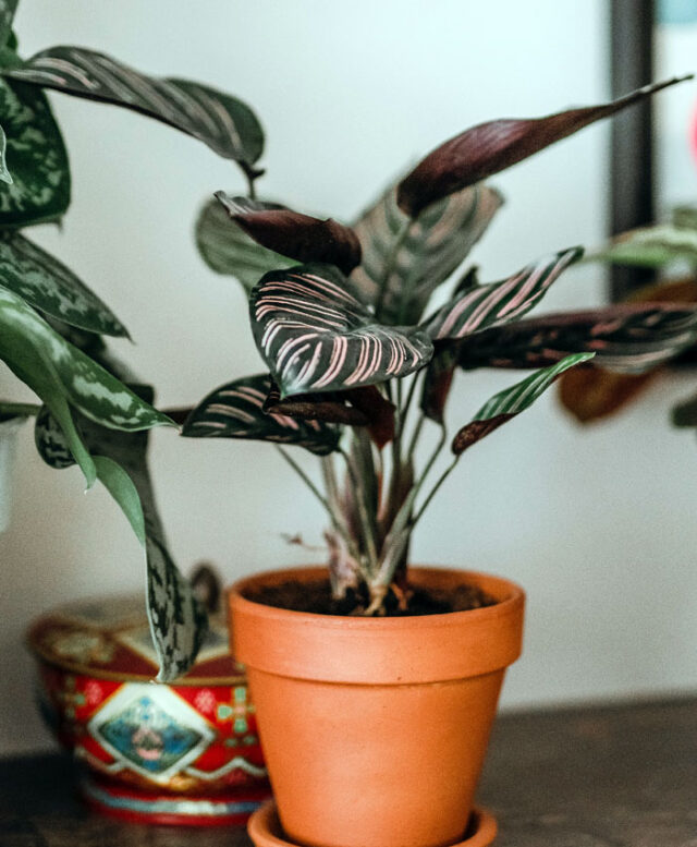 Growing secrets for Calathea plant | Calathea plant care - Naturebring