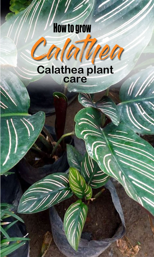 Peacock plant | Calathea plant care | calathias
