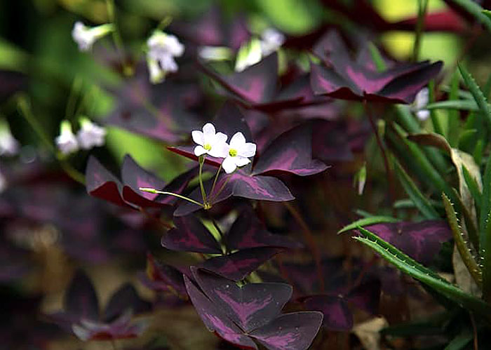 Oxalis regnellii