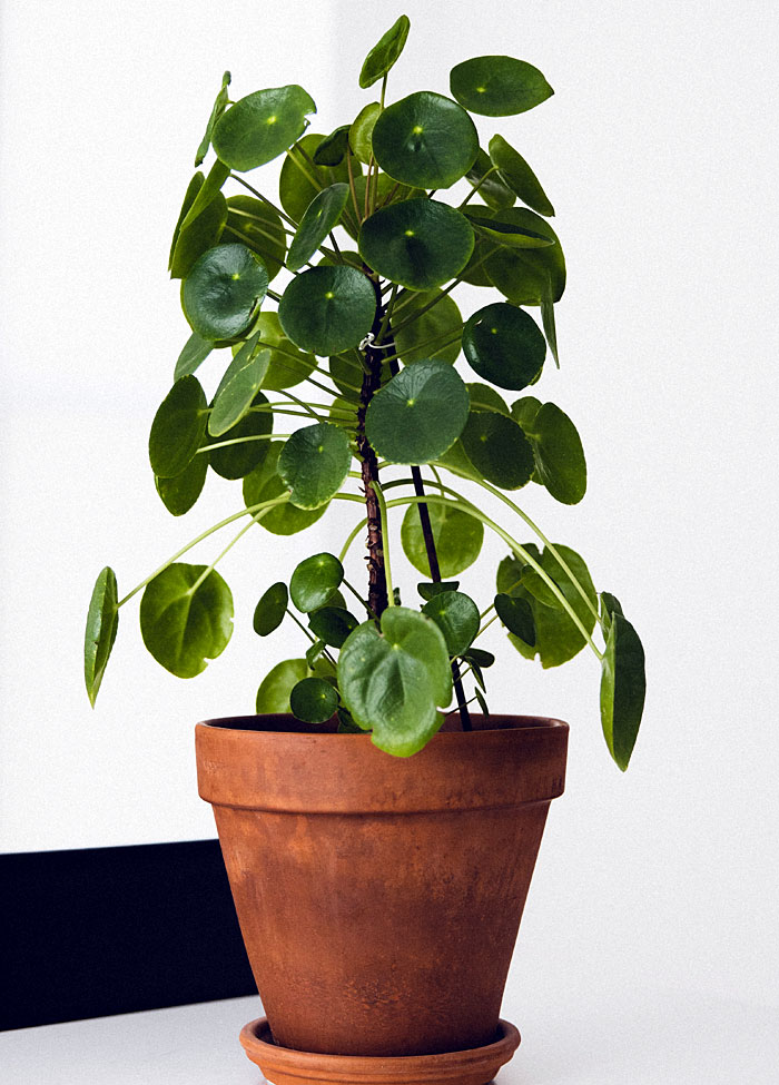 indoor plants Pilea Peperomioides