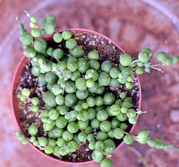 succulents String of Pearls