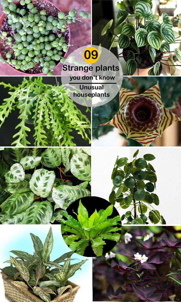 indoor plants | succulent | Unusual houseplants